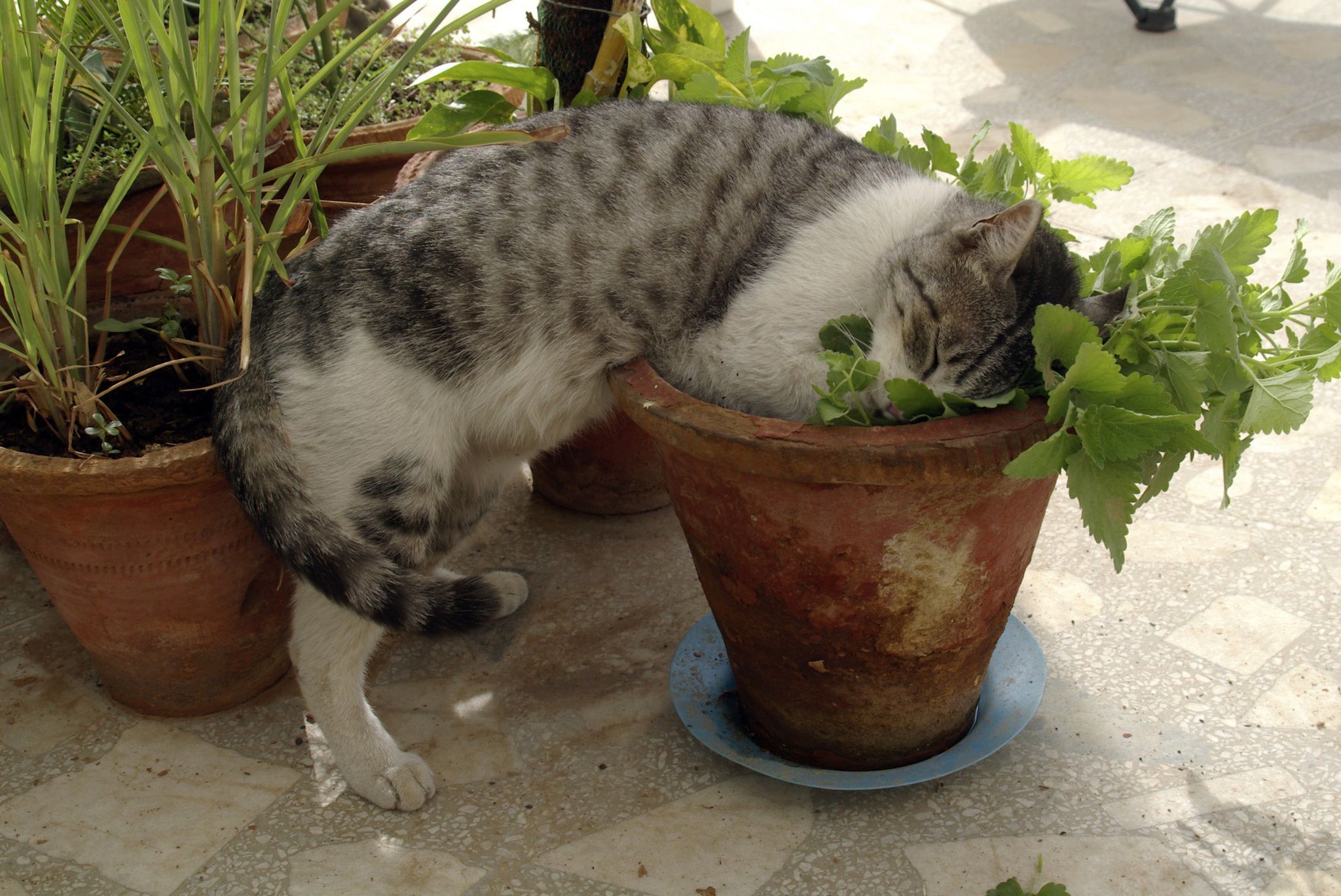 Caring for Your Catnip Plants: A Beginner's Guide to Happy Cats and Healthy Plants