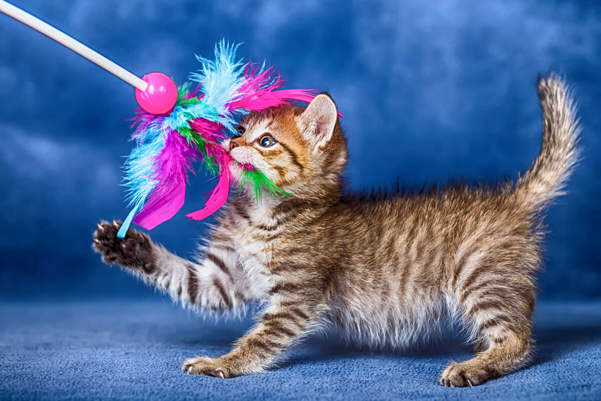 Unlock the Fun: Creative Ways to Use Catnip in Playtime