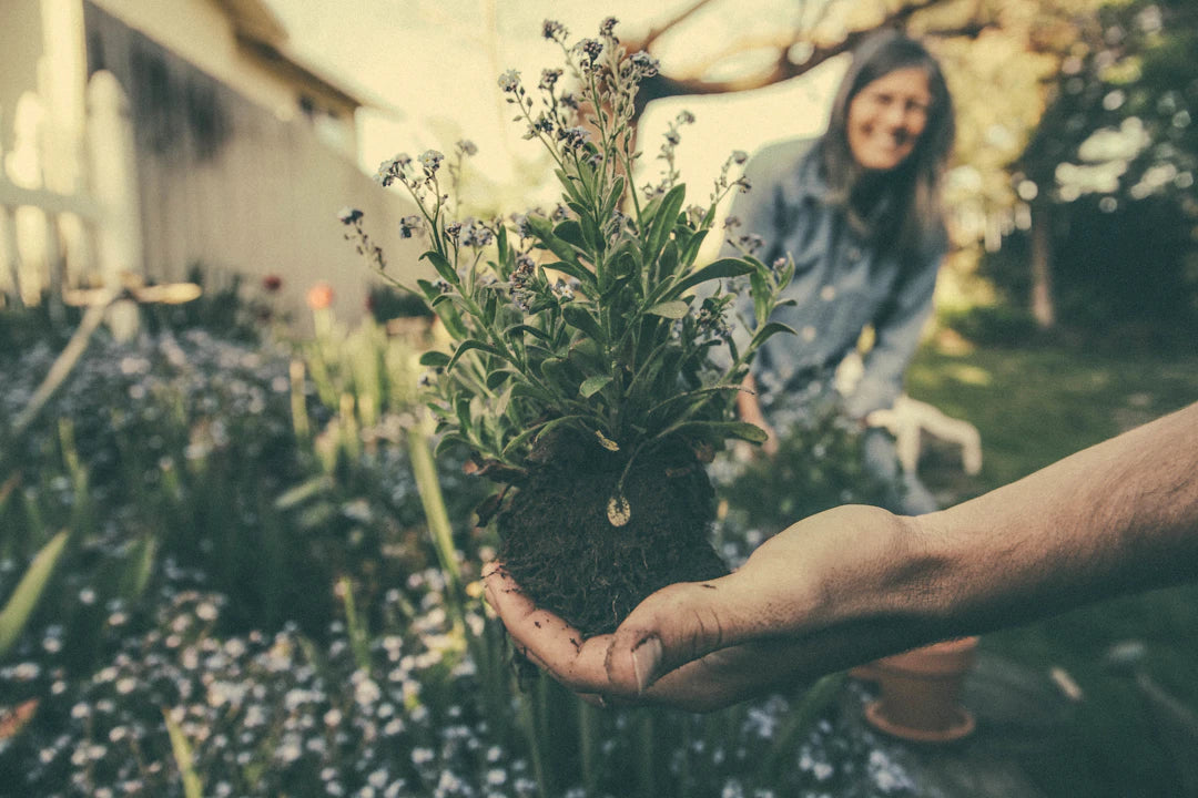 Transform Your Home A Complete Guide to Growing Your Own Catnip