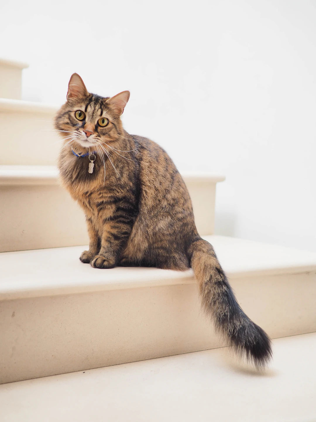 Unleashing the Charm How Catnip Affects Your Cat's Behavior