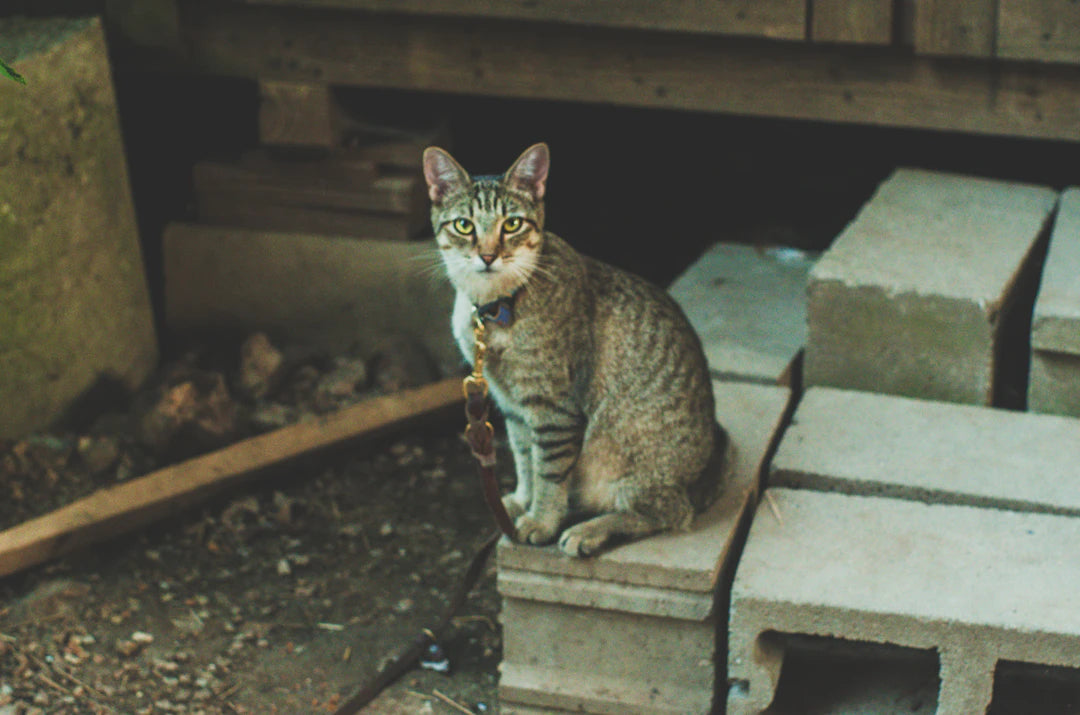 Unlocking the Magic of Catnip in Cat Training