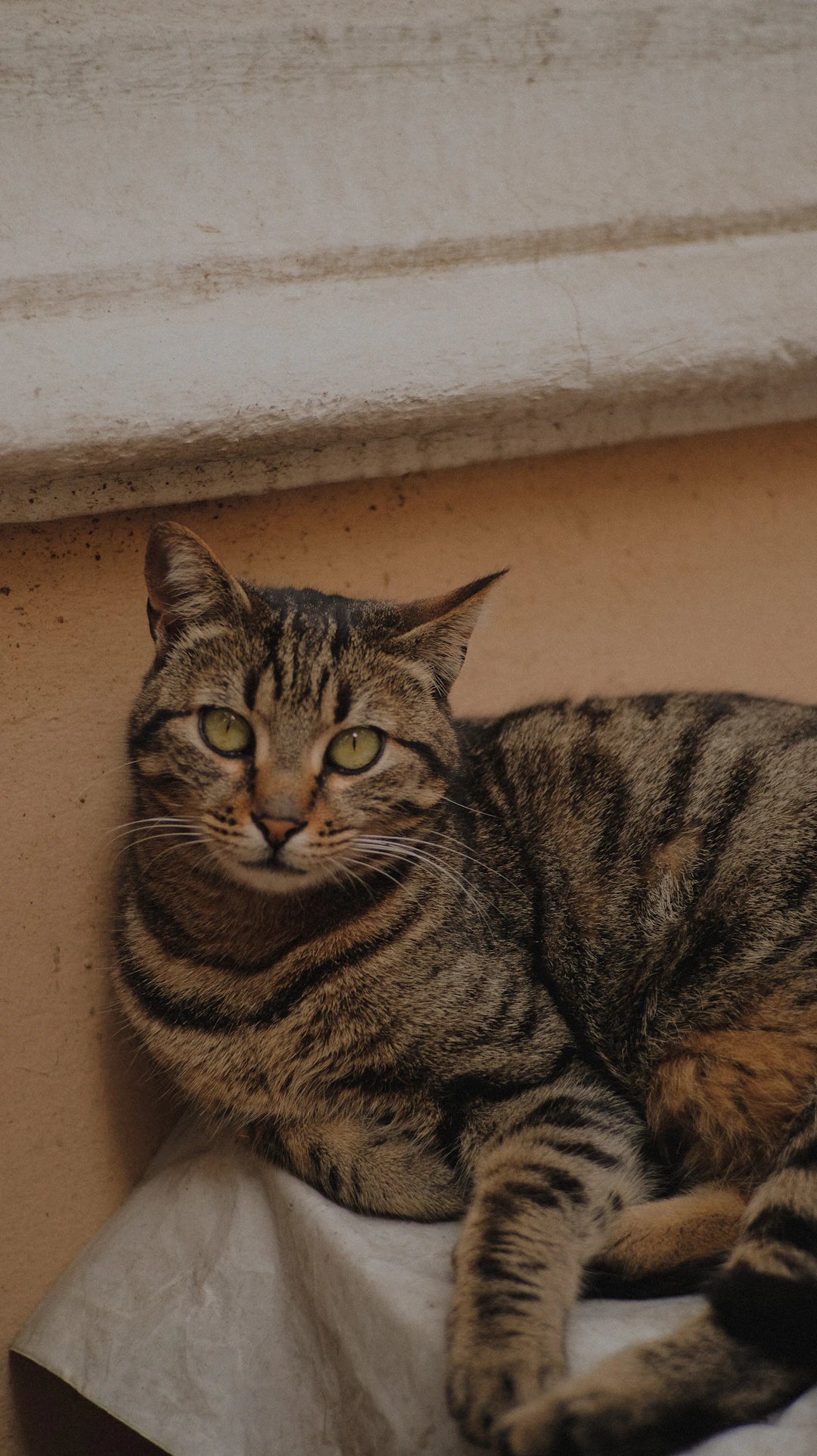 Traveling with Catnip Keeping Your Cat Happy on the Go