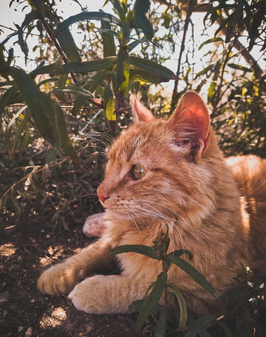 Discovering New Fun Alternatives to Catnip for Cats