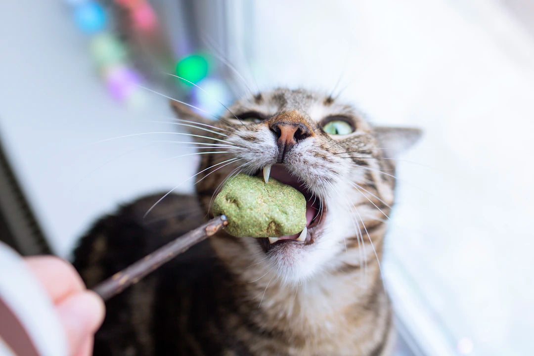 The Purr-fect Plant The Benefits of Catnip for Your Feline Friends