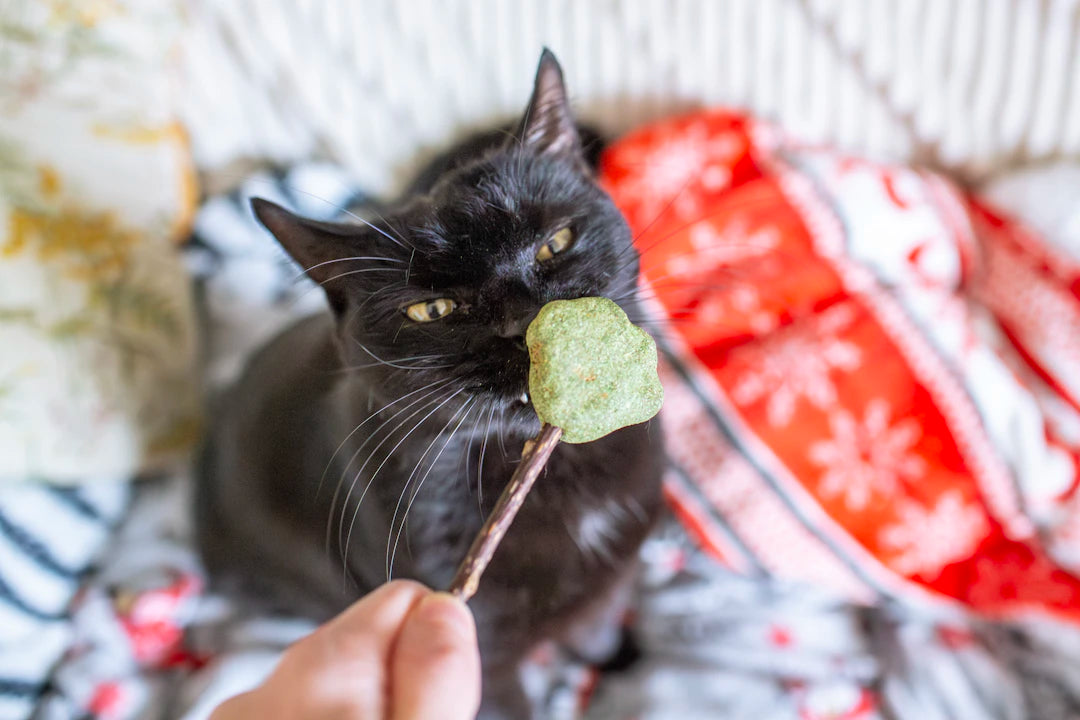 Catnip Overdose Signs, Symptoms, and Safeguards